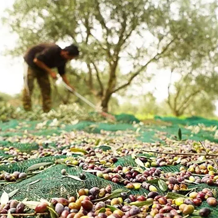 UV Plast Mesh Þroskað meðhöndlað Olive Harvest Cover Net